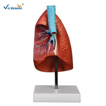 Išplėstinė PVC Švietimo Anatomijos Plaučių Modelis Mokyti Mokinius